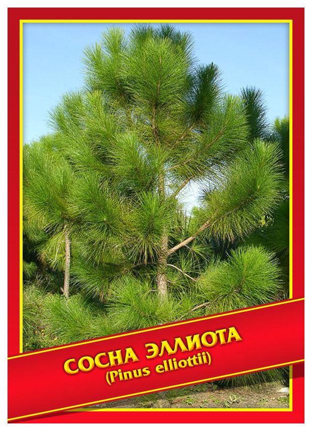 

Семена Сосна Эллиота, 3 шт, Симбиоз