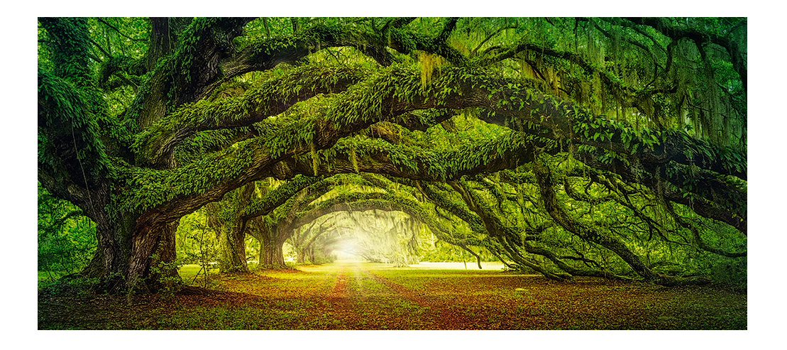 

Пазл Castorland 600 деталей, Дорога в лесу