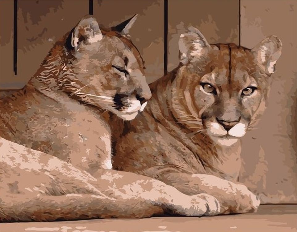 

Живопись по номерам Paintboy Пумы 40x50, Пумы