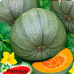 

Семена Тыква Веснушка, 5 шт, Premium seeds, 210717