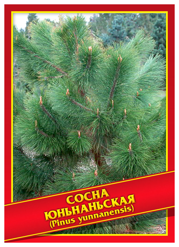 

Семена Сосна Юньнаньская, 10 шт, Симбиоз