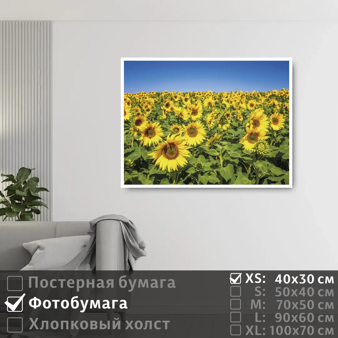 

Постер на фотобумаге ПолиЦентр Подсолнечное поле 40х30 см, ПодсолнечноеПоле