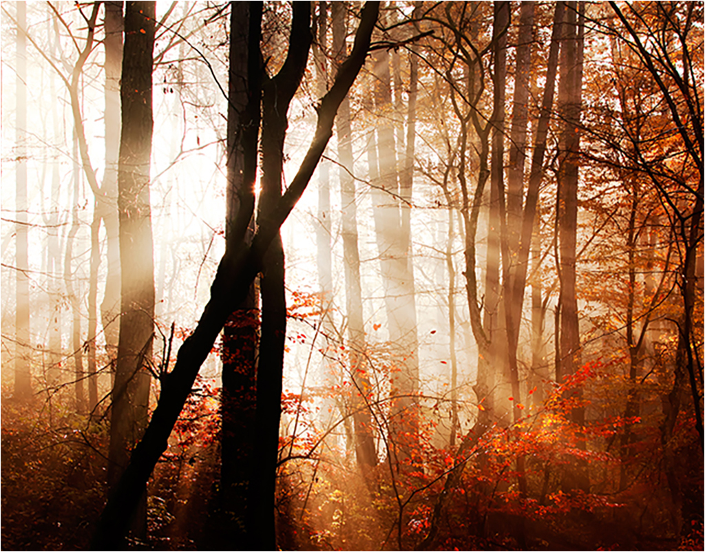 

Картина на холсте с подрамником ХитАрт Осенний лес 80x62 см, 430