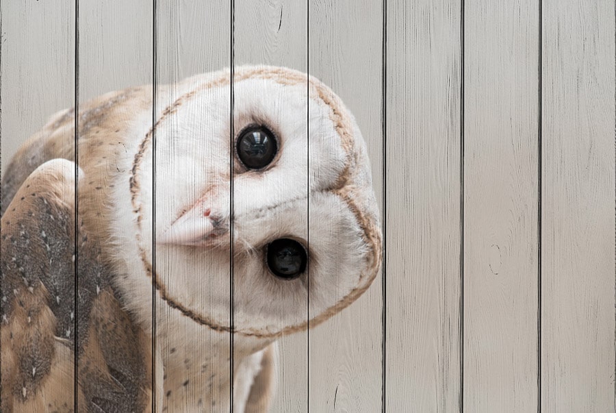 

Картина на дереве Дом Корлеоне Сова 01-0410-100х150, Дом Корлеоне