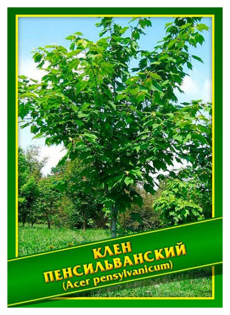 

Семена Клен Пенсильванский, 1 г Симбиоз