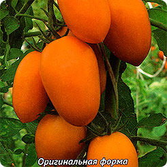 

Семена Томат Золотое руно, 0,1 г, Поиск, 176363
