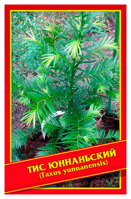 

Семена Тис Юннаньский, 3 шт, Симбиоз