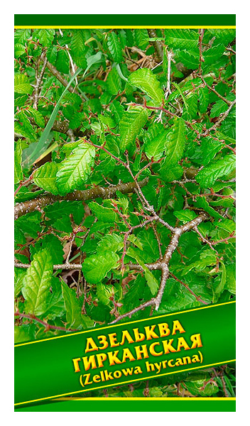 

Семена Дзельква Гирканская, 0,5 г Симбиоз