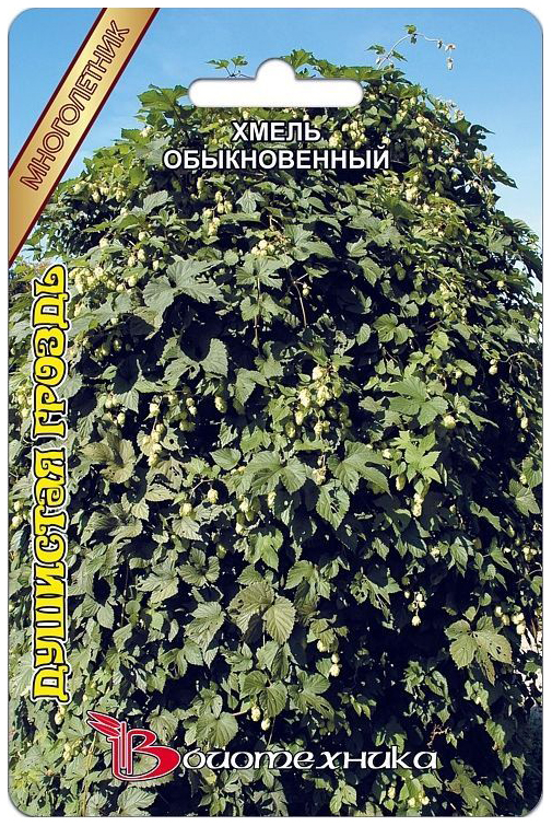

Семена Хмель обыкновенный Душистая гроздь, 30 шт, Биотехника