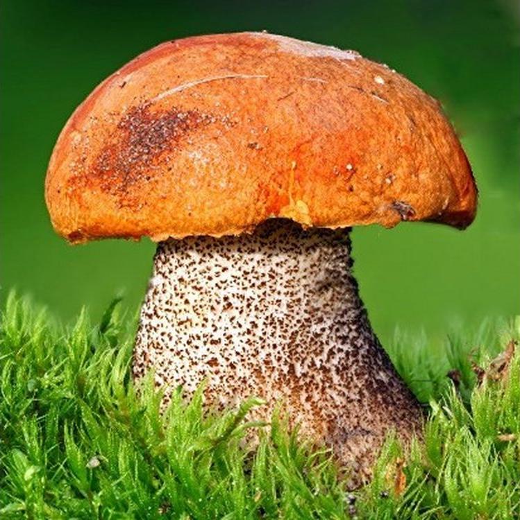 

Алмазная вышивка Яркие Грани Гриб, 20x20 см, Гриб