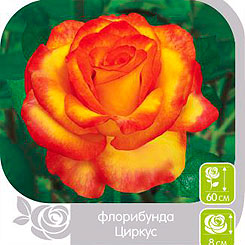 

Роза Флорибунда ЦИРКУС, 1 шт, Семена Алтая