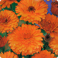 

Семена календула Гавриш Индийский принц 53804 1 уп.