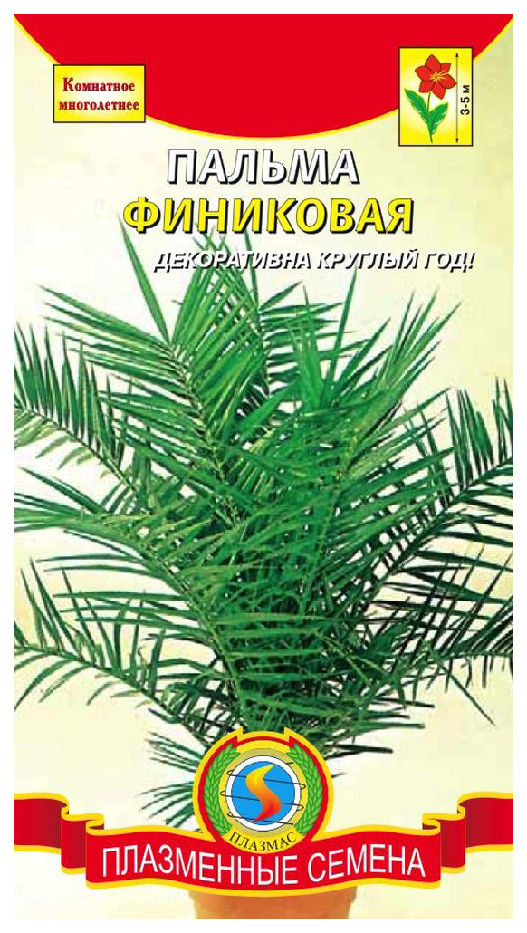 Интернет магазины комнатных семян. Семена комнатных растений Гавриш пальмовые. Семена финиковой пальмы. Пальма финиковая Плазмас. Пальма финиковая комнатная семена.