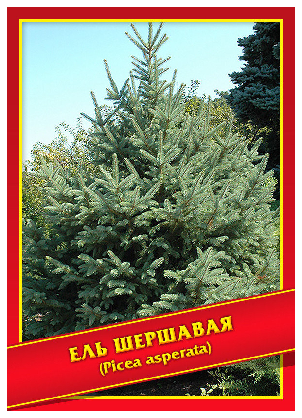 

Семена Ель Шершавая, 10 шт, Симбиоз