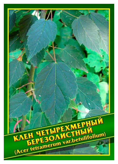 

Семена Клен Четырехмерный Березолистный, 3 шт, Симбиоз