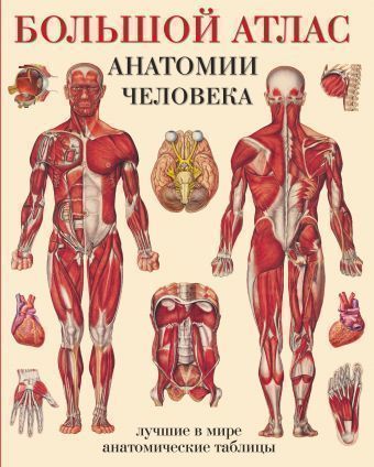 

Большой Атлас Анатомии Человека