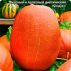 

Семена Тыква крупноплодная Сахарный гигант, 2 г, АЭЛИТА, 202365