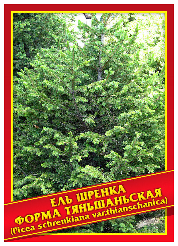 

Семена Ель Шренка Форма Тяньшаньская, 10 шт, Симбиоз