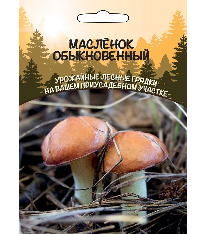 

грибы Масленок Обыкновенный (Урал. Дачник)