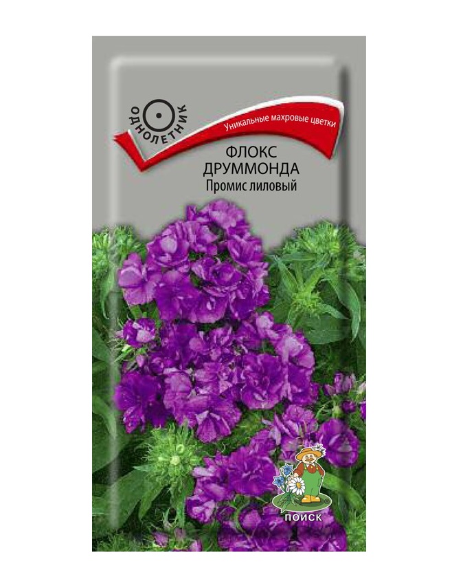 

Флокс друммонда Промис Лиловый однол. 10шт. (Поиск)