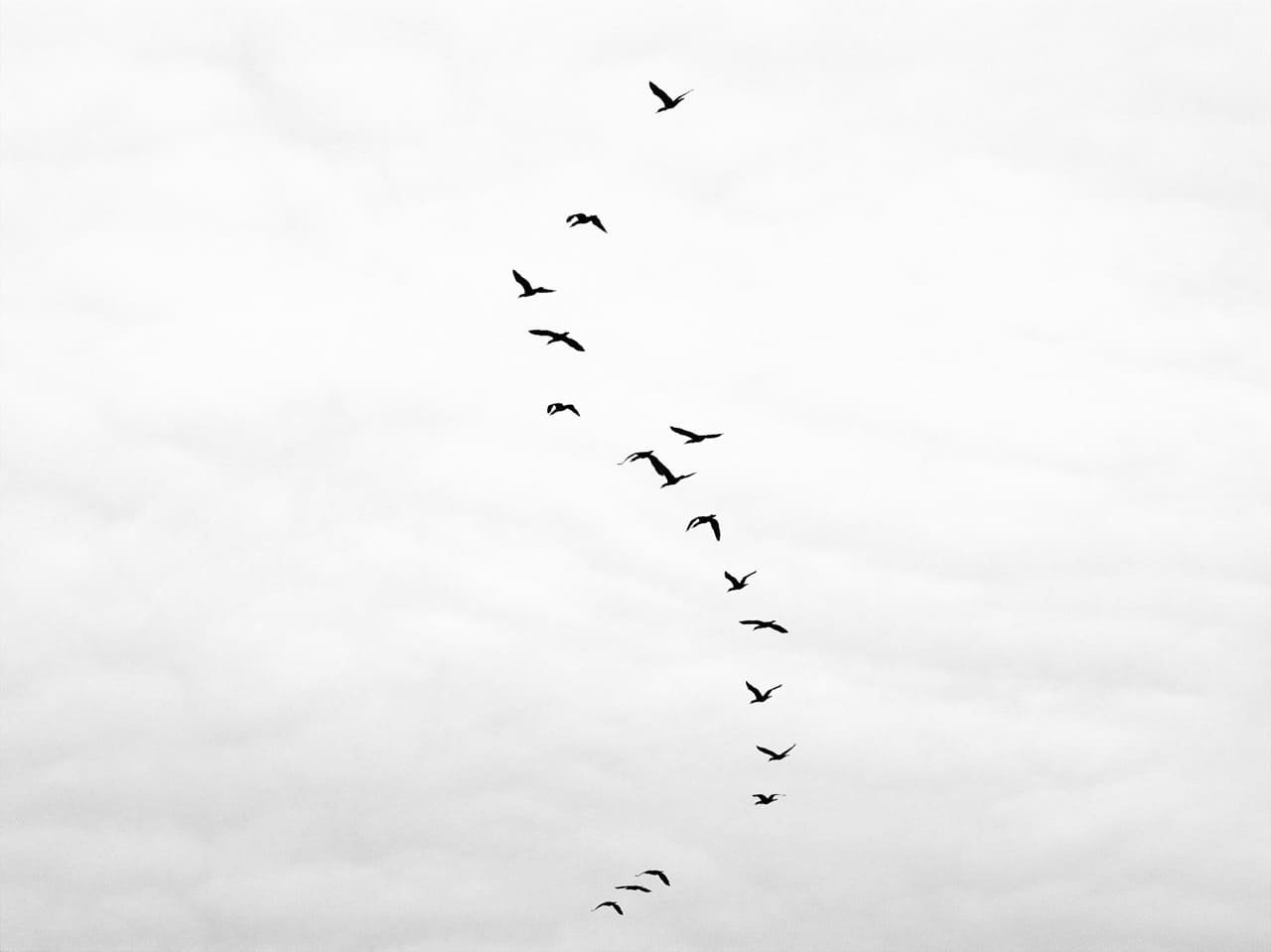 

Интерьерная фотокартина Dega Птицы 30х40 на холсте, DI_FTS_01_H