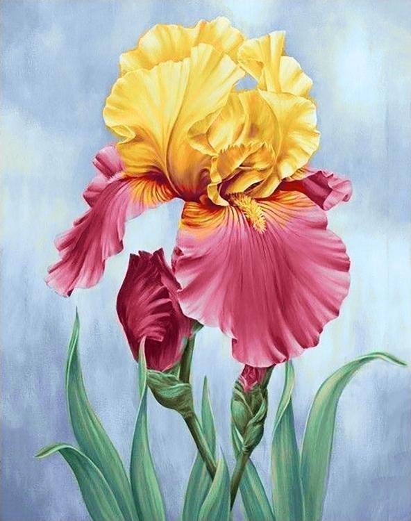 

Алмазная вышивка Гранни Цветущий ирис, 38x48 см, Цветущий ирис