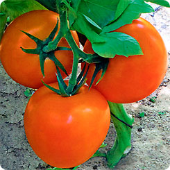 

Семена Томат Бигоранж Плюс F1, 5 шт, Семко, 221352