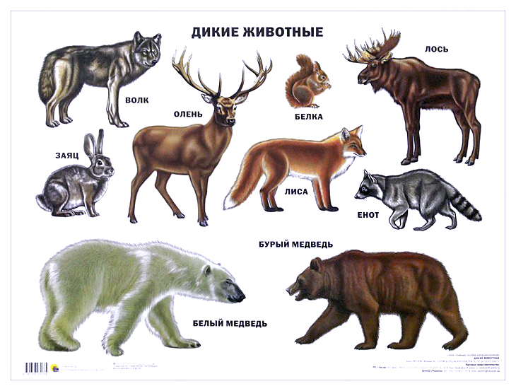 

Плакат проф-Пресс Дикие Животные