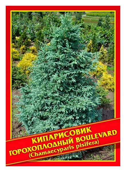 

Семена Кипарисовик Горохоплодный «Boulevard», 0,2 г Симбиоз