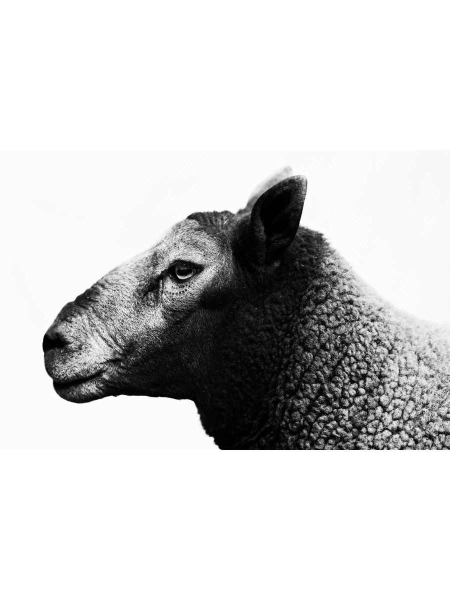 

Интерьерная фотокартина Dega Ягненок 40х60 на холсте, PB_UNT_02_H