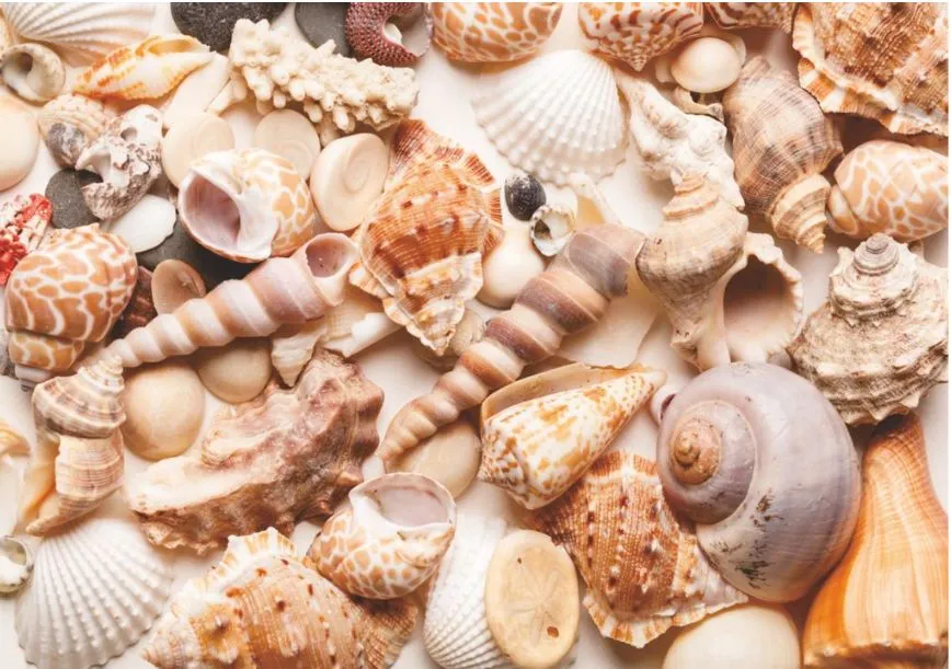 

Фотообои бумажные Симфония К-069 Ракушки 280*196 см, 16 листов