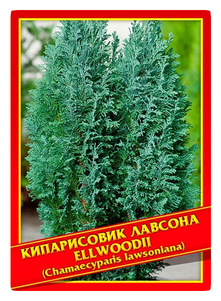 

Семена Кипарисовик Лавсона «Ellwoodii», 0,2 г Симбиоз