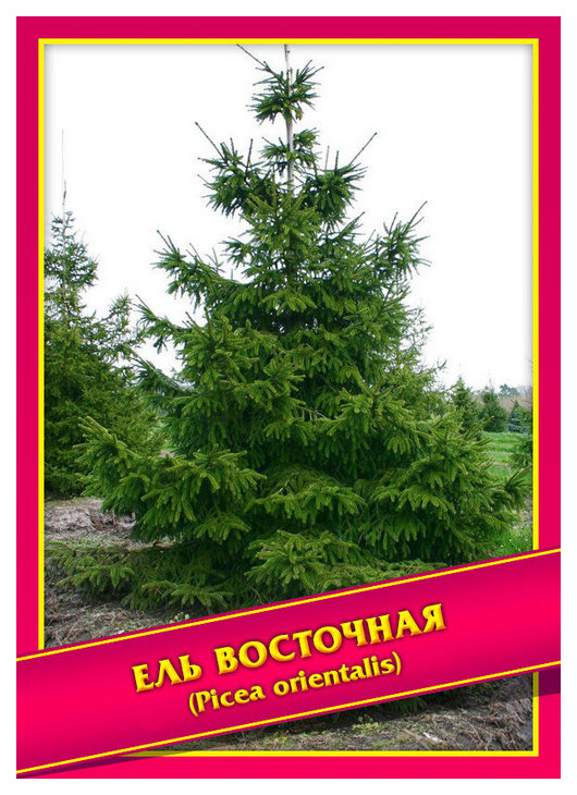 

Семена Ель Восточная, 0,1 г Симбиоз