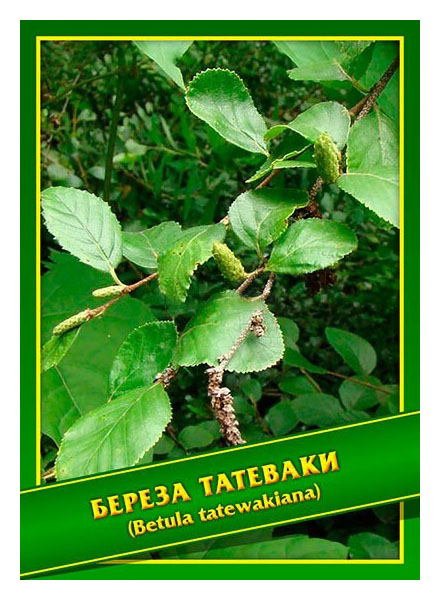 

Семена Береза Татеваки, 0,5 г Симбиоз