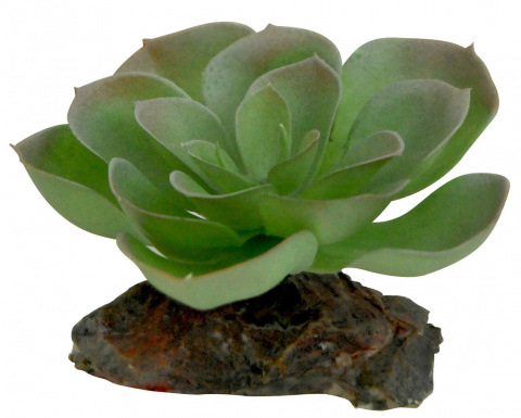 фото Искусственное растение для террариума lucky reptile echeveria, пластик, 8см