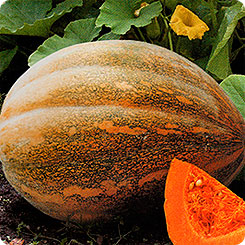 

Семена Тыква мускатная Чудо-Юдо, 6 шт, Биотехника, 58223