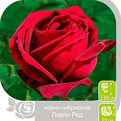 

Роза чайно-гибридная ЛАВЛИ РЕД, 1 шт, Семена Алтая