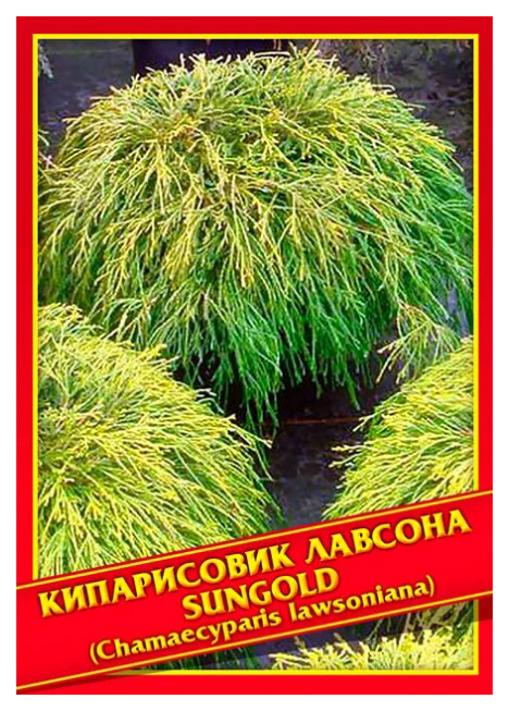 

Семена Кипарисовик Лавсона «Sungold», 0,2 г Симбиоз