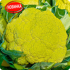 

Семена Капуста цветная Зеленый сугроб, 0,15 г, АЭЛИТА, 215134