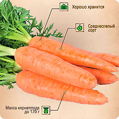 

Семена Морковь Витаминная 6, 4 г, Тимирязевский питомник, 219924