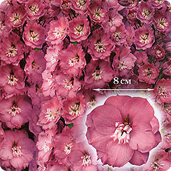 

Семена дельфиниум Гавриш Новозеландский гигант румянец 124589 1 уп.