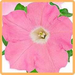 

Семена петуния Гавриш Пендолино Светло-розовая F1 217043 1 уп.