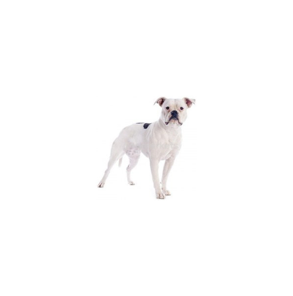фото Комбинезон для собак тузик американский бульдог, теплый, мужской, в ассортименте
