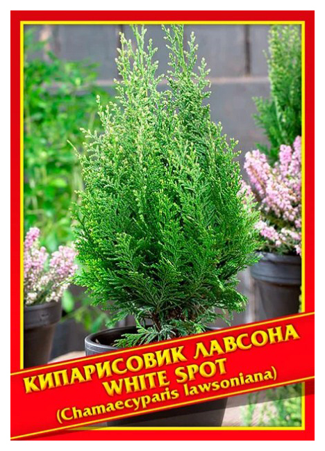 

Семена Кипарисовик Лавсона «White Spot», 0,2 г Симбиоз
