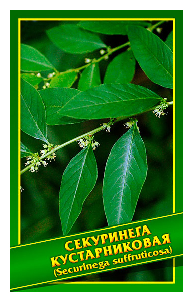 

Семена Секуринега Кустарниковая, 0,1 г Симбиоз