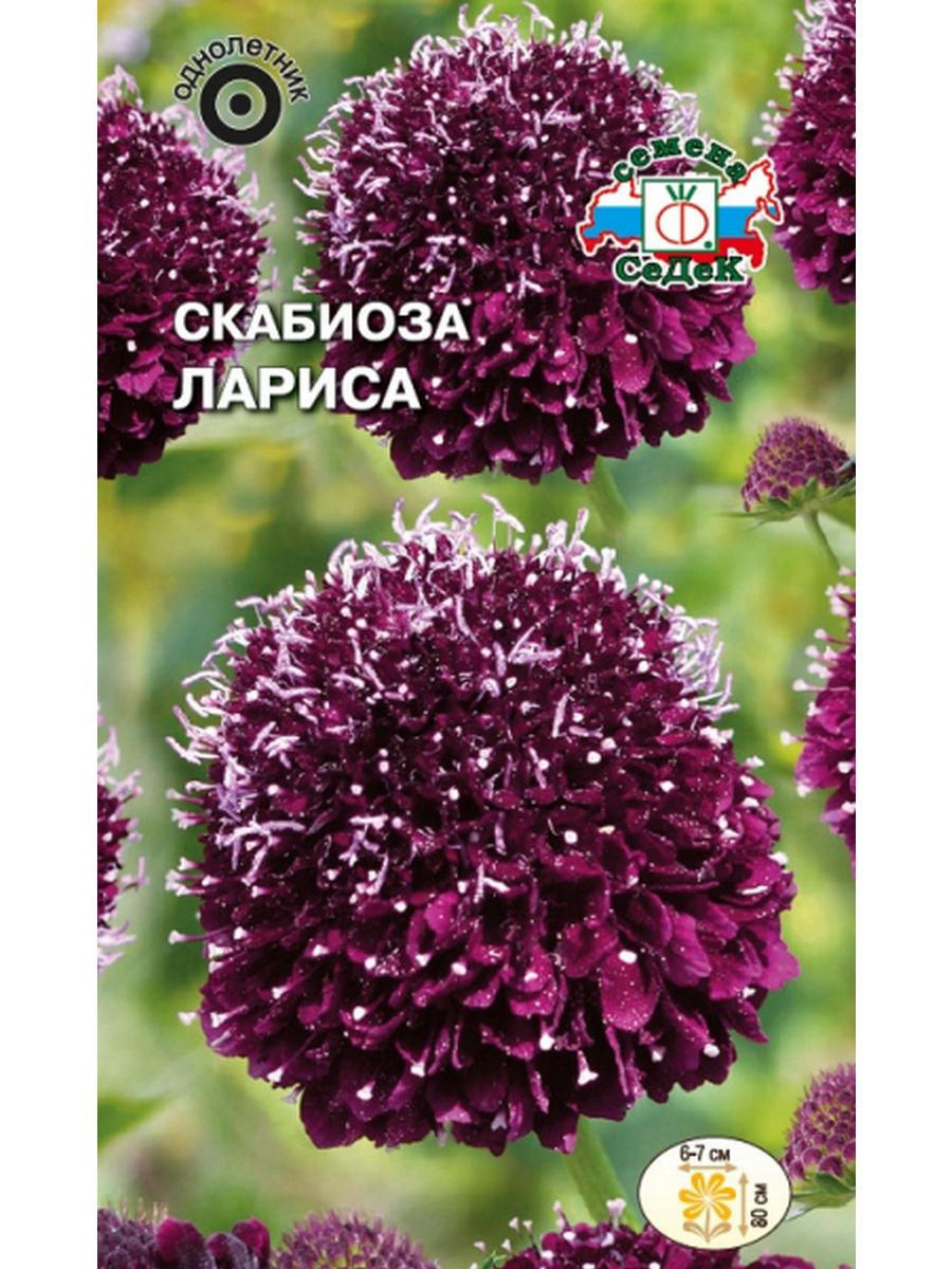 

Скабиоза темно-пурпурная Лариса 0,1г (Седек)