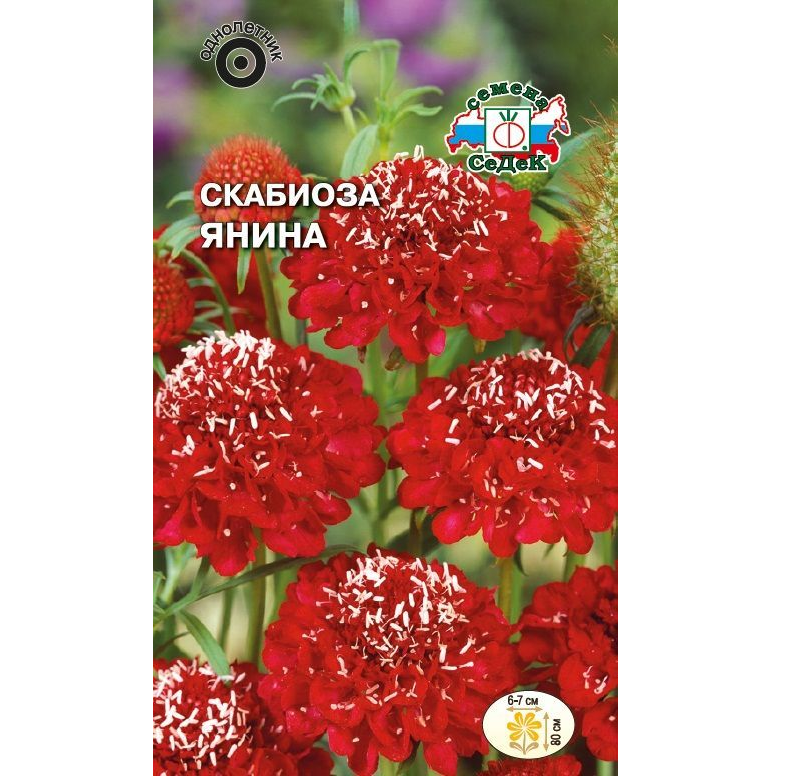 

Скабиоза Янина темно-пурпуровая, 0,1г. (Седек)