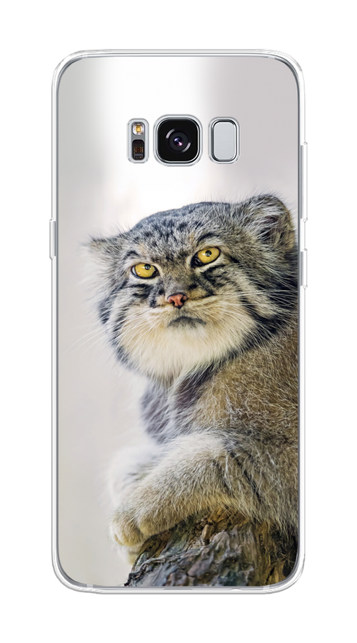 

Чехол на Samsung Galaxy S8 "Кот манул 1", Серый;белый;желтый, 24750-1