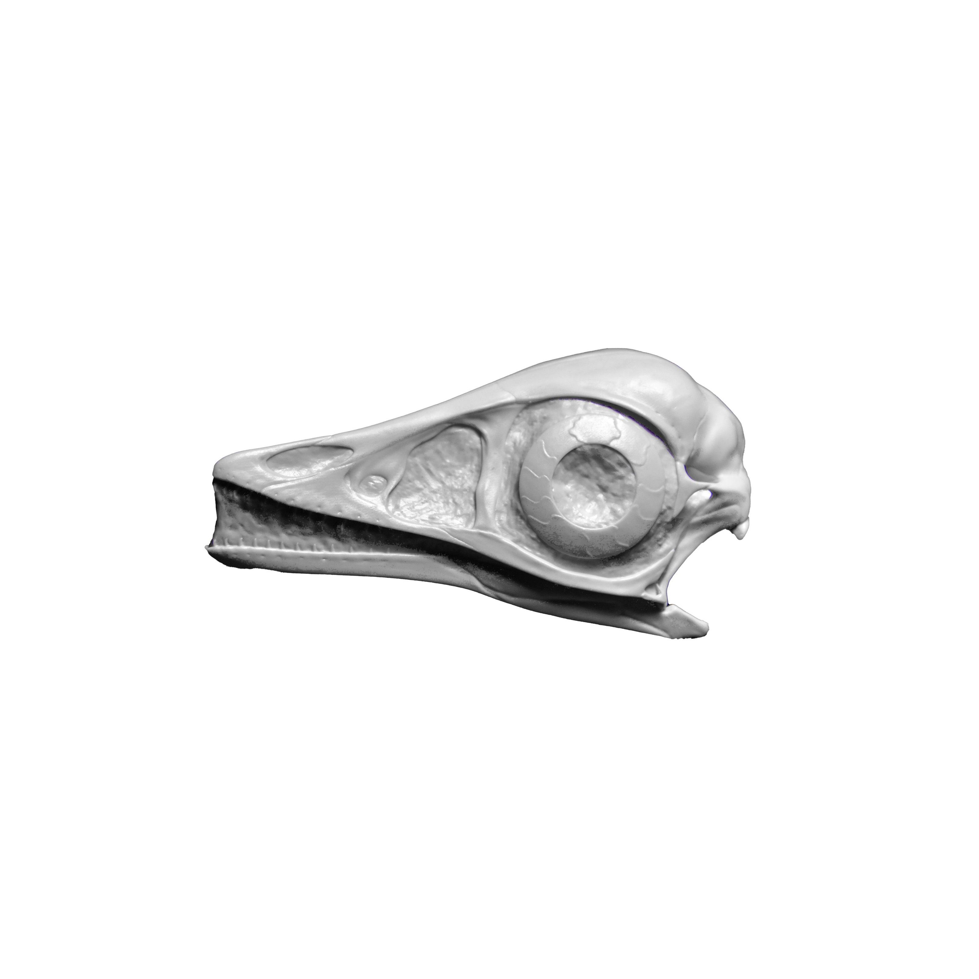 

DINO10005 Череп Археоптерикса
