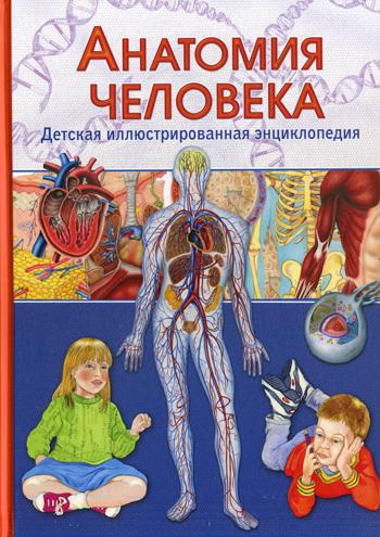 фото Книга анатомия человека. детская иллюстрированная энциклопедия владис